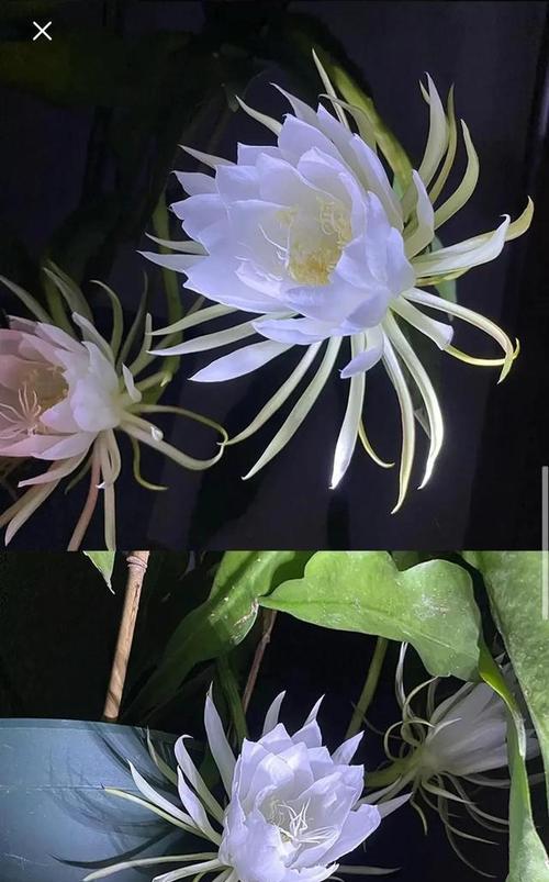 昙花盛开的花语之美——瞬间的绽放（昙花盛开的花语之美）