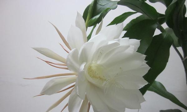 昙花（昙花花语及寓意解析）