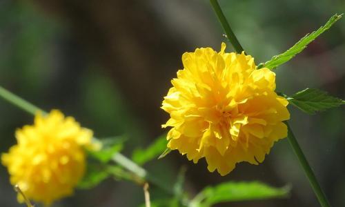 以棠棣花寓意深远（重启生活的关键所在）