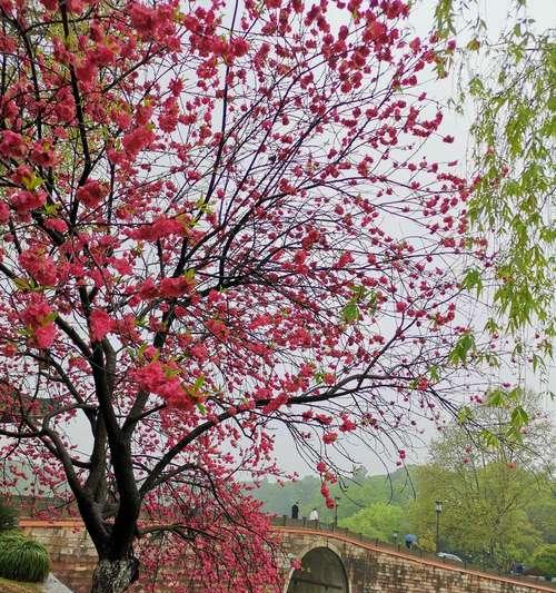 桃花的寓意与象征（古代桃花的文化内涵与象征意义）