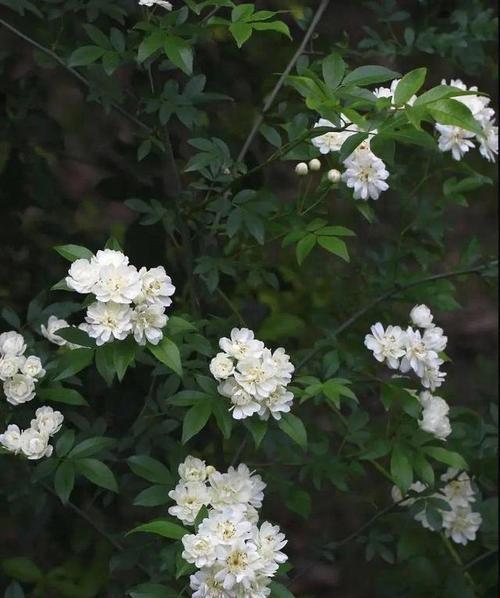 荼蘼花语的深意（荼蘼花语的传承与展示）