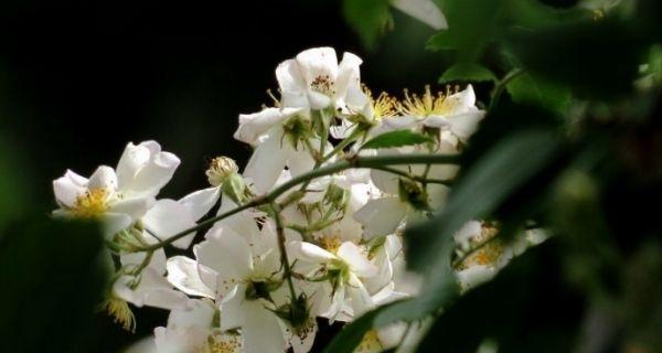 荼蘼花的花语与传说（探寻荼蘼花的花语及其文化传承）