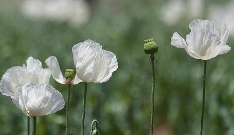 豌豆花的花语与意义（探寻豌豆花的花语）