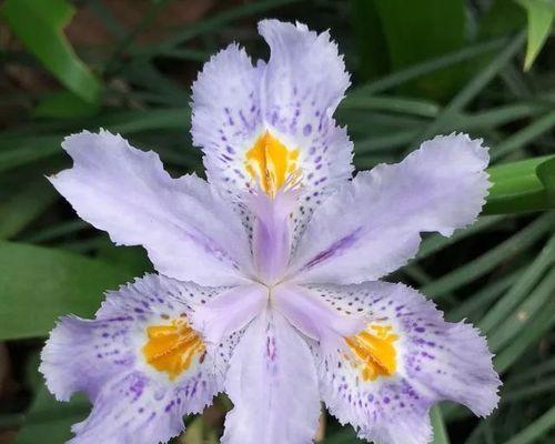 尾花鸢尾的花语与象征意义（揭开尾花鸢尾花背后的花语谜团）