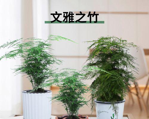 文竹的风水与寓意探析（探索文竹的风水禁忌）