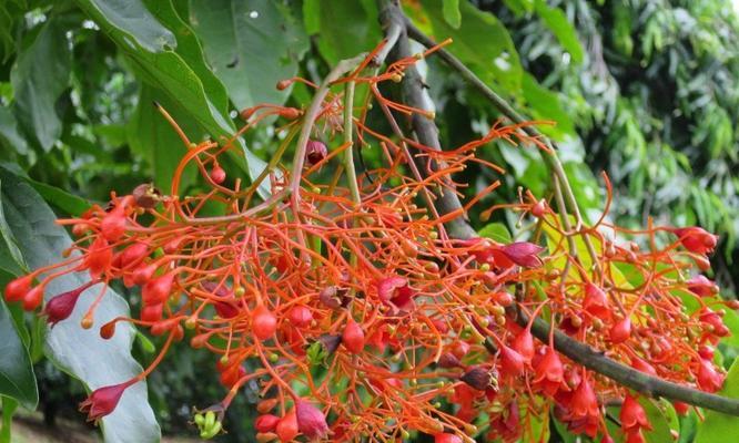 无忧花的花语与美好生活（用无忧花传递关于快乐与宁静的信息）