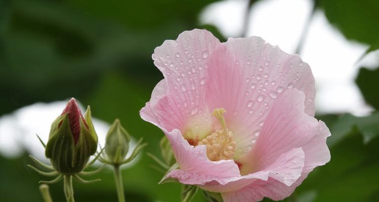 无忧花花语的象征意义（揭秘花语背后的隐含寓意）