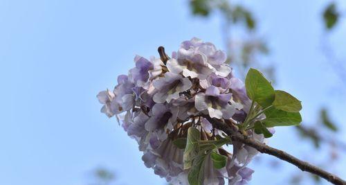 梧桐花的寓意与意义（探究梧桐花的象征意义及文化传承）