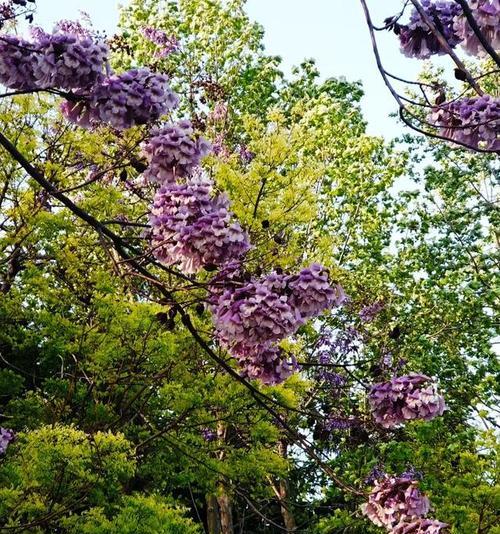 梧桐花的寓意与意义（探究梧桐花的象征意义及文化传承）