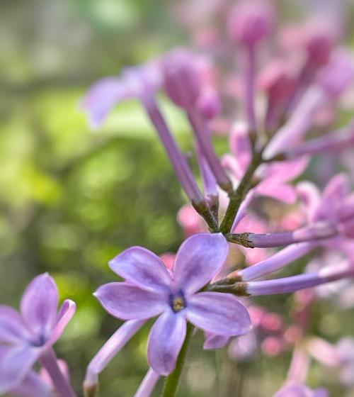 五瓣丁香花的美丽与寓意（探寻五瓣丁香花的象征意义及文化内涵）