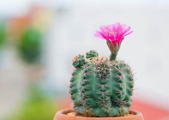 仙人球花语（追寻仙人球花语）