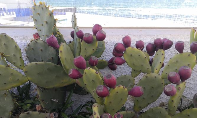 仙人掌花语（探秘仙人掌花语的含义和传达方式）