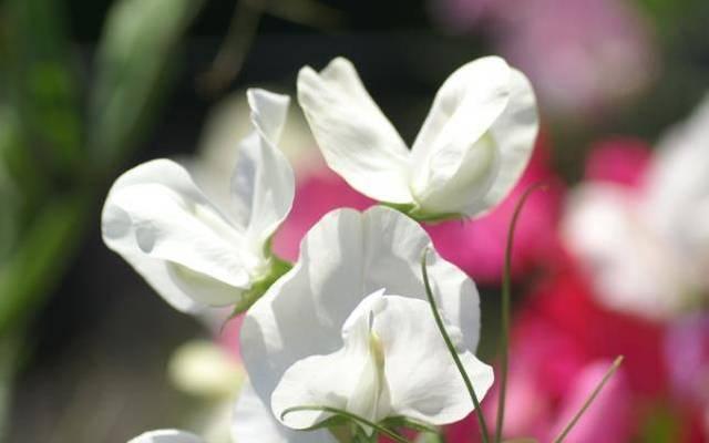 以香豌豆花为主题的花语寓意剖析（香豌豆花语的祝福与寓意）