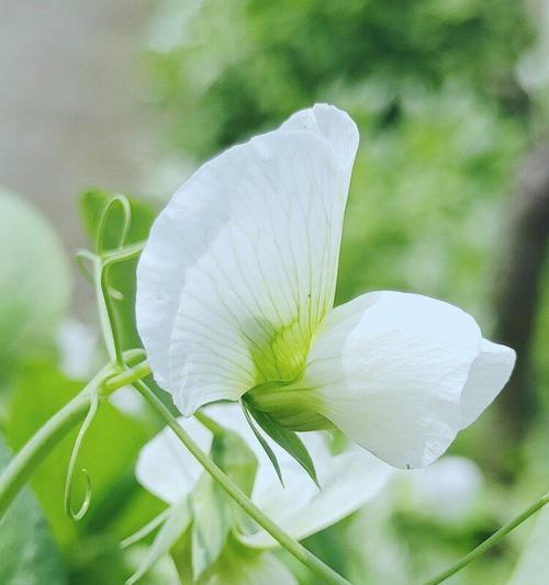 以香豌豆花为主题的花语寓意剖析（香豌豆花语的祝福与寓意）