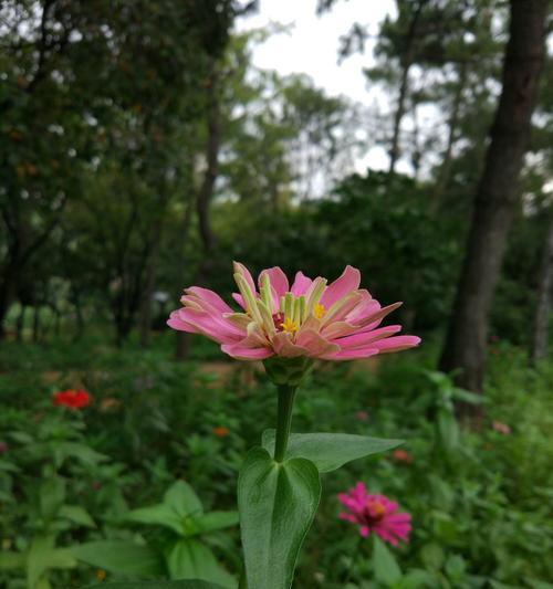 白菊花的花语与寓意（传递纯洁与守护的花朵——白菊花）