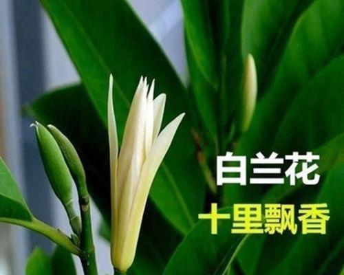 白兰花之美（傲然绽放于纯洁之间）