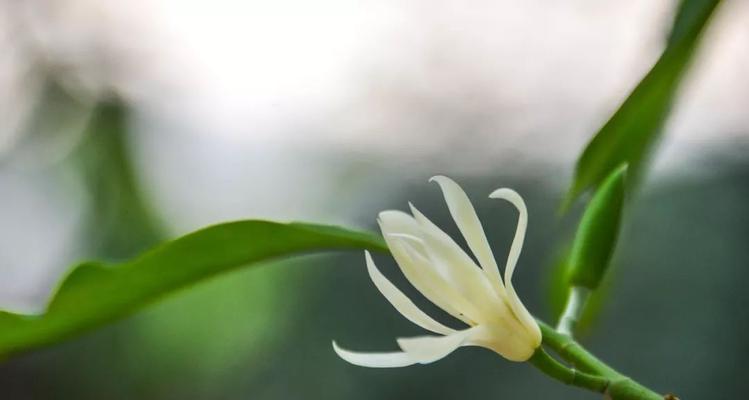 白兰花的寓意与象征（探究白兰花的美丽与内涵）