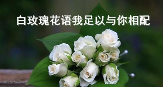 白色玫瑰花花语的意义与传承（传递纯洁与无尽的爱意）