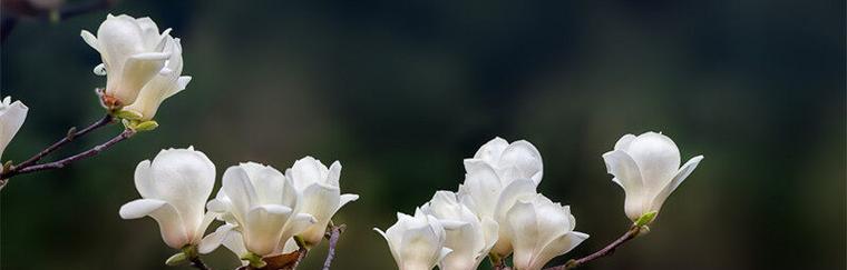 白玉兰的花语与意义（探索白玉兰的独特花语）