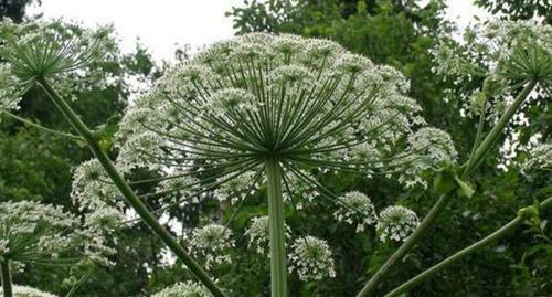 白芷的花语（探寻白芷花语的深层内涵）