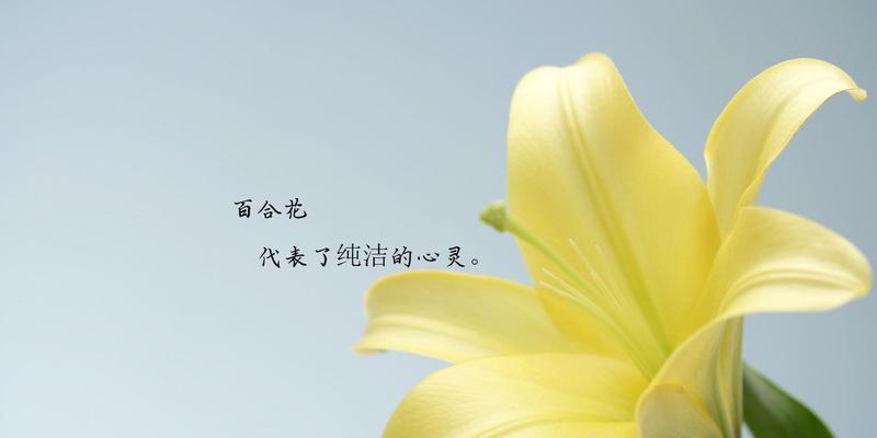 百合花语的意义与传承（探寻百合花在文化中的深远影响）