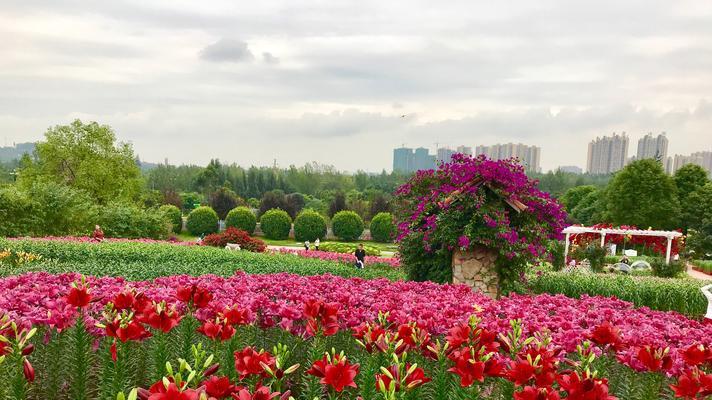 百合花的象征意义及文化背景（美丽花朵中的真情与纯洁）