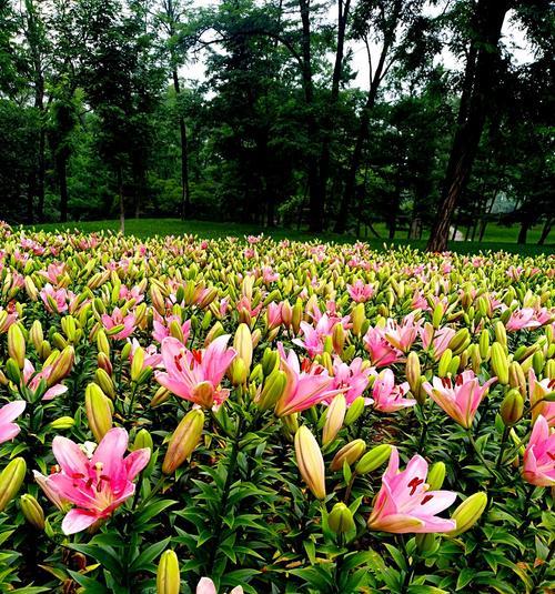 百合花的象征意义及文化背景（美丽花朵中的真情与纯洁）