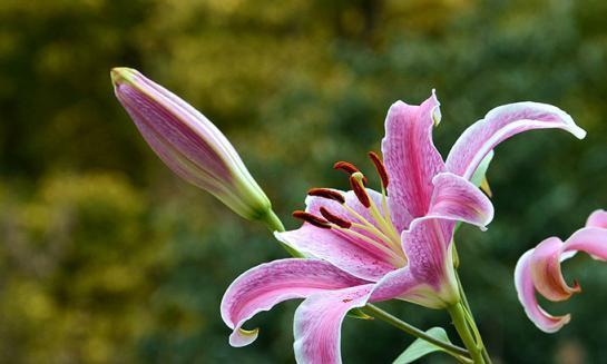 百合花的花语与意义（用百合花表达情感与祝福）