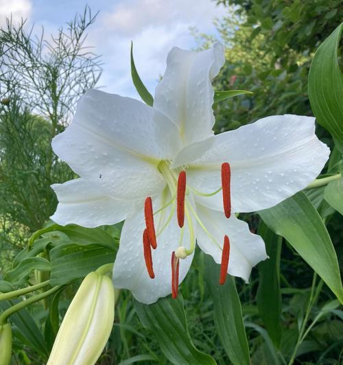 百合花的花语与意义（用百合花表达情感与祝福）