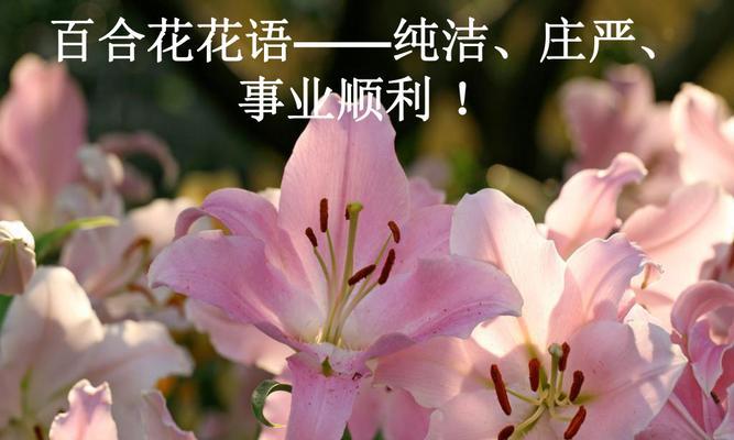 百合花的花语与含义（纯洁）