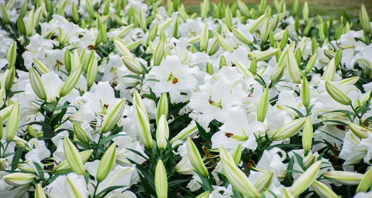 百合花的寓意与象征（揭示百合花的吉祥寓意与文化象征）