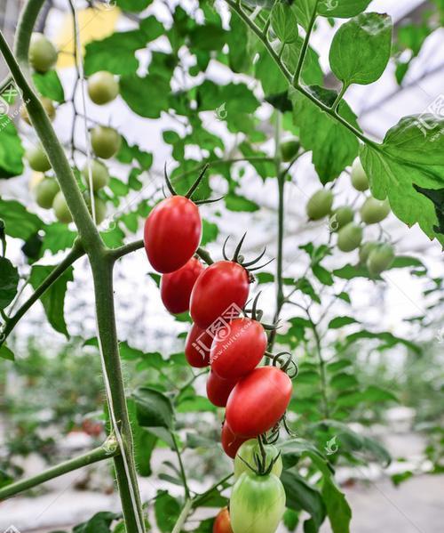 圣女果成熟季节解析（全年四季品尝圣女果的秘诀）