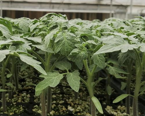 圣女果的种植时间和方法（夏季种植）