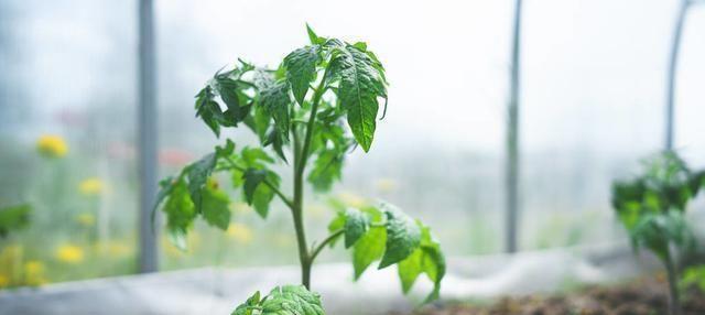 圣女果种植全攻略（掌握种植时间和技巧）