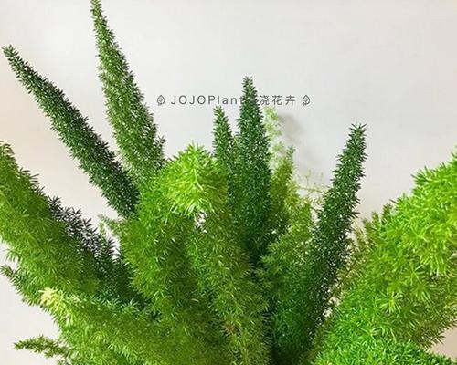 十大室内观赏植物，让家园更美丽（选对植物）