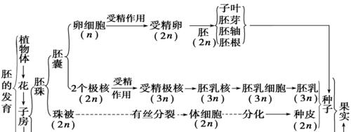 十二卷繁殖方法与注意事项（轻松掌握繁殖技巧）