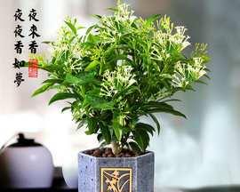 十里香花的养殖技巧（打造健康美丽的十里香花园）