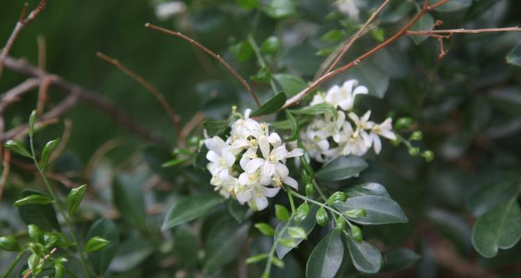 十里香花的养殖技巧（打造健康美丽的十里香花园）