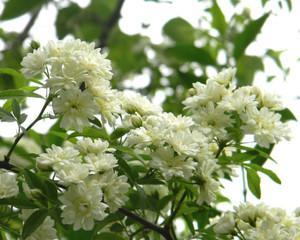 十里香的花期及开花时间（了解十里香的花期）