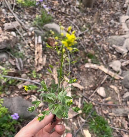 十字花科代表植物主要特征详解（了解十字花科植物的形态特征）