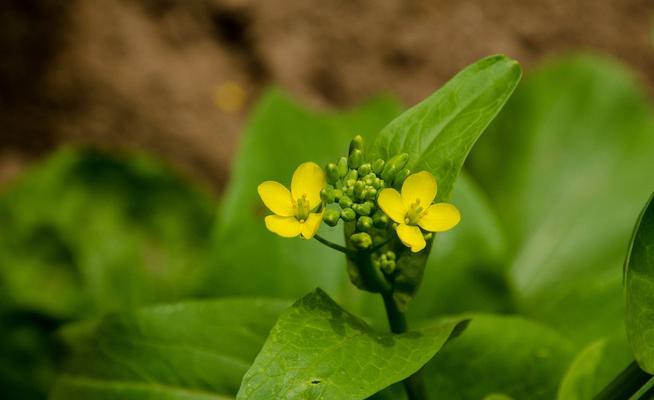 十字花科植物全家福（探究十字花科植物的种类和特点）