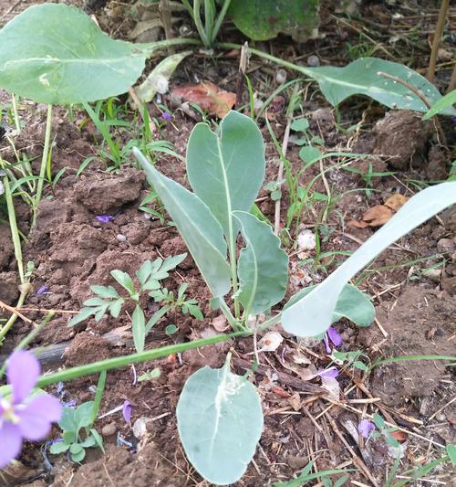 十字花科植物全家福（探究十字花科植物的种类和特点）