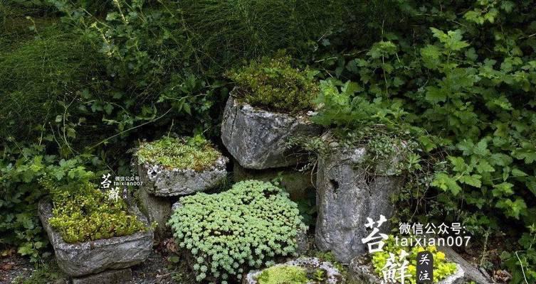 石槽种植指南（探究石槽生态）