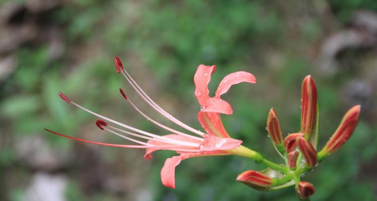 石家庄市花揭秘（了解石家庄市花麦冬花的历史与特点）