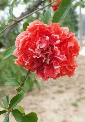 石家庄市花揭秘（了解石家庄市花麦冬花的历史与特点）