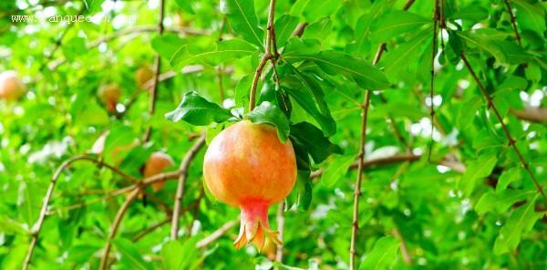 探秘石榴的果实、花朵与树姿（探秘石榴的果实）