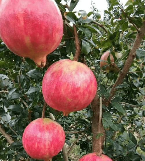 探秘石榴的果实、花朵与树姿（探秘石榴的果实）