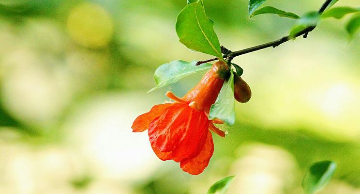 石榴花的美丽与神奇（揭秘石榴花的形态和特性）