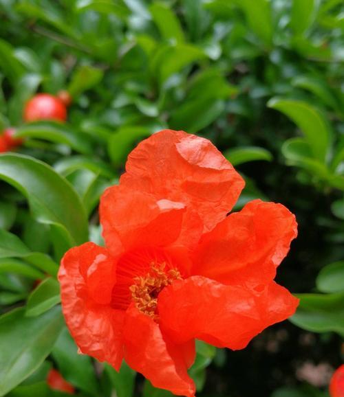 石榴花花期详解（了解石榴花开花的时间和特点）