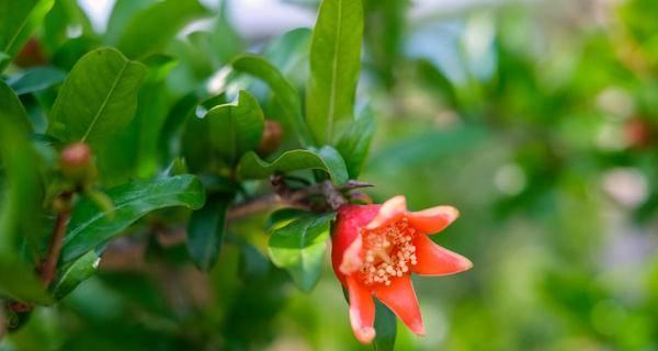 石榴花开花时间与季节（揭开石榴花的神秘面纱——详解石榴花的开花时间和季节）